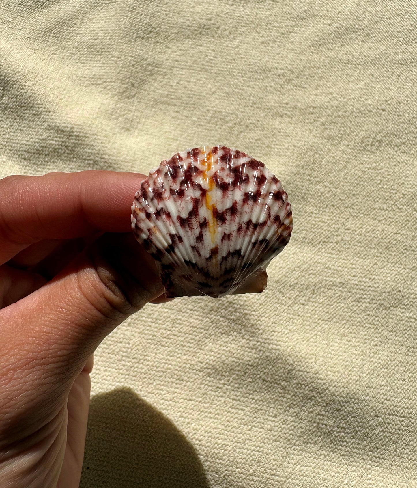 conchiglia Calico stripe