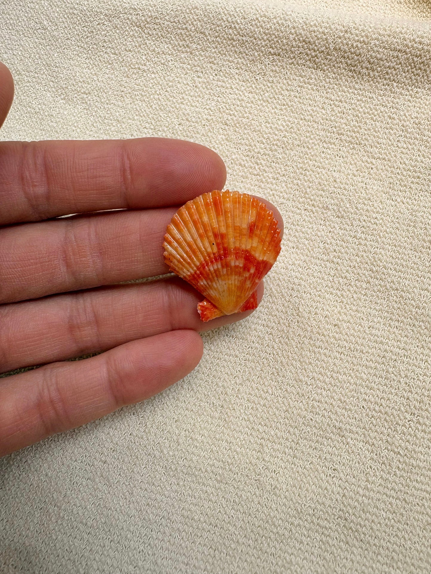 Pick Your Shell Ring