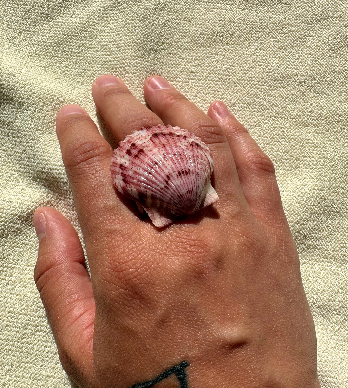 conchiglia pink