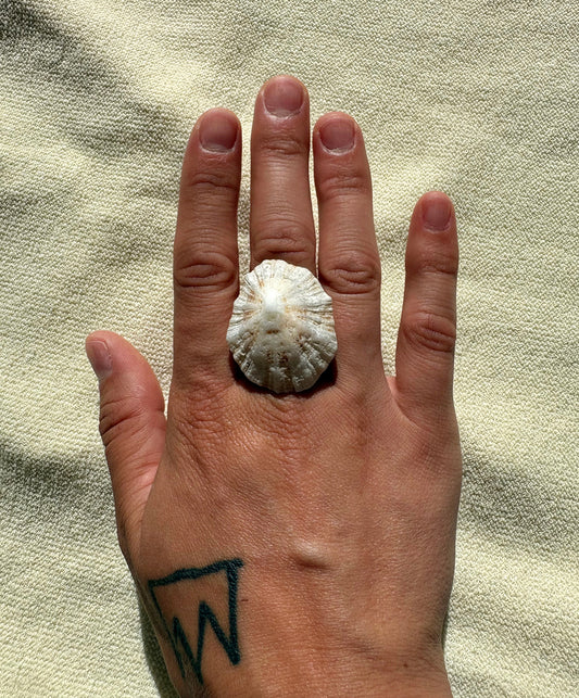 Limpet Ring