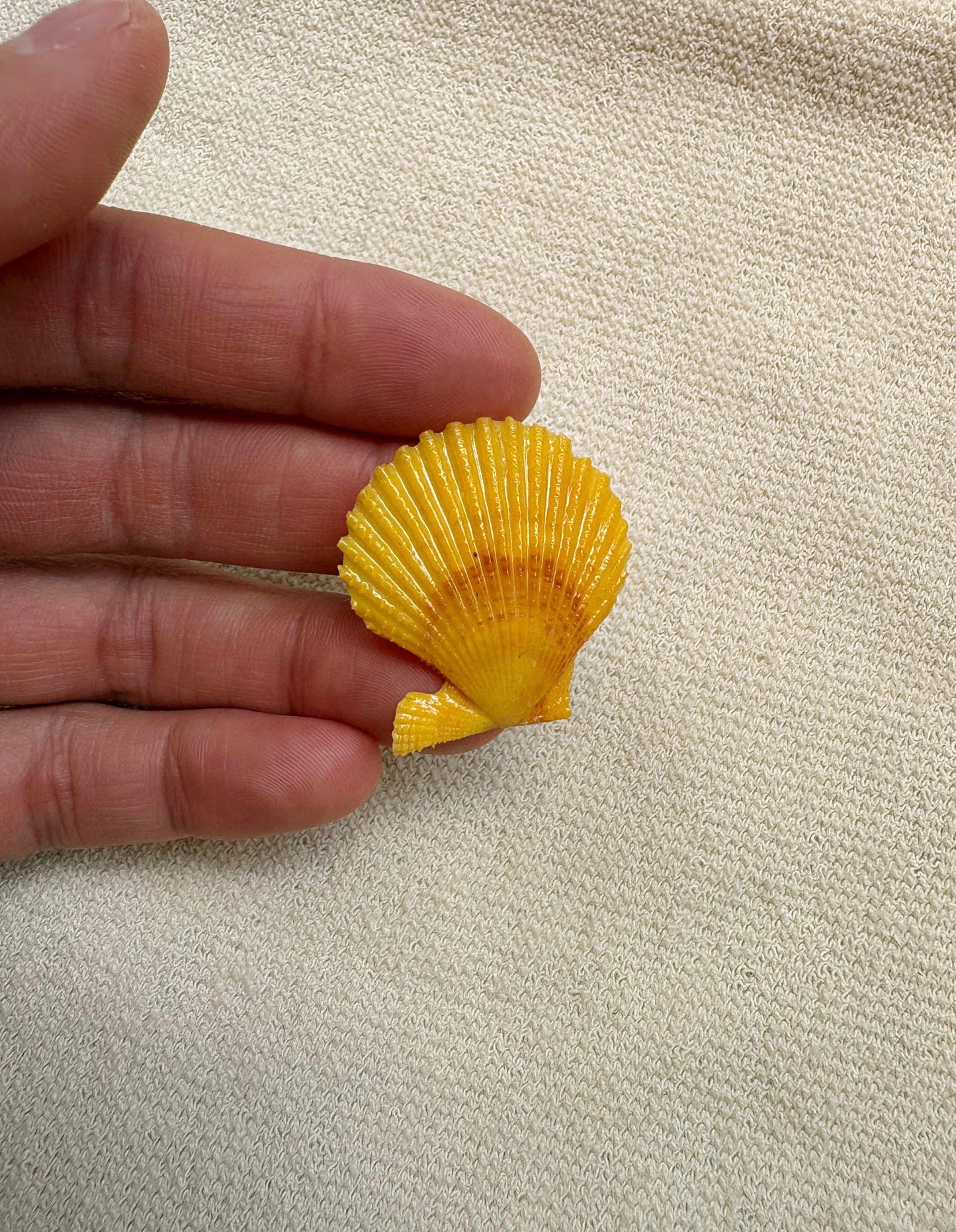 Pick Your Shell Ring