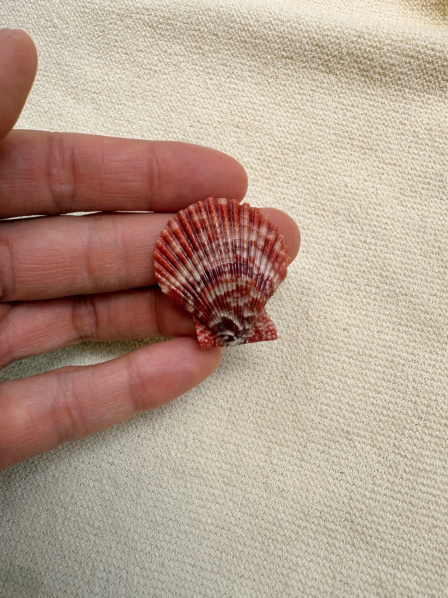 Pick Your Shell Ring