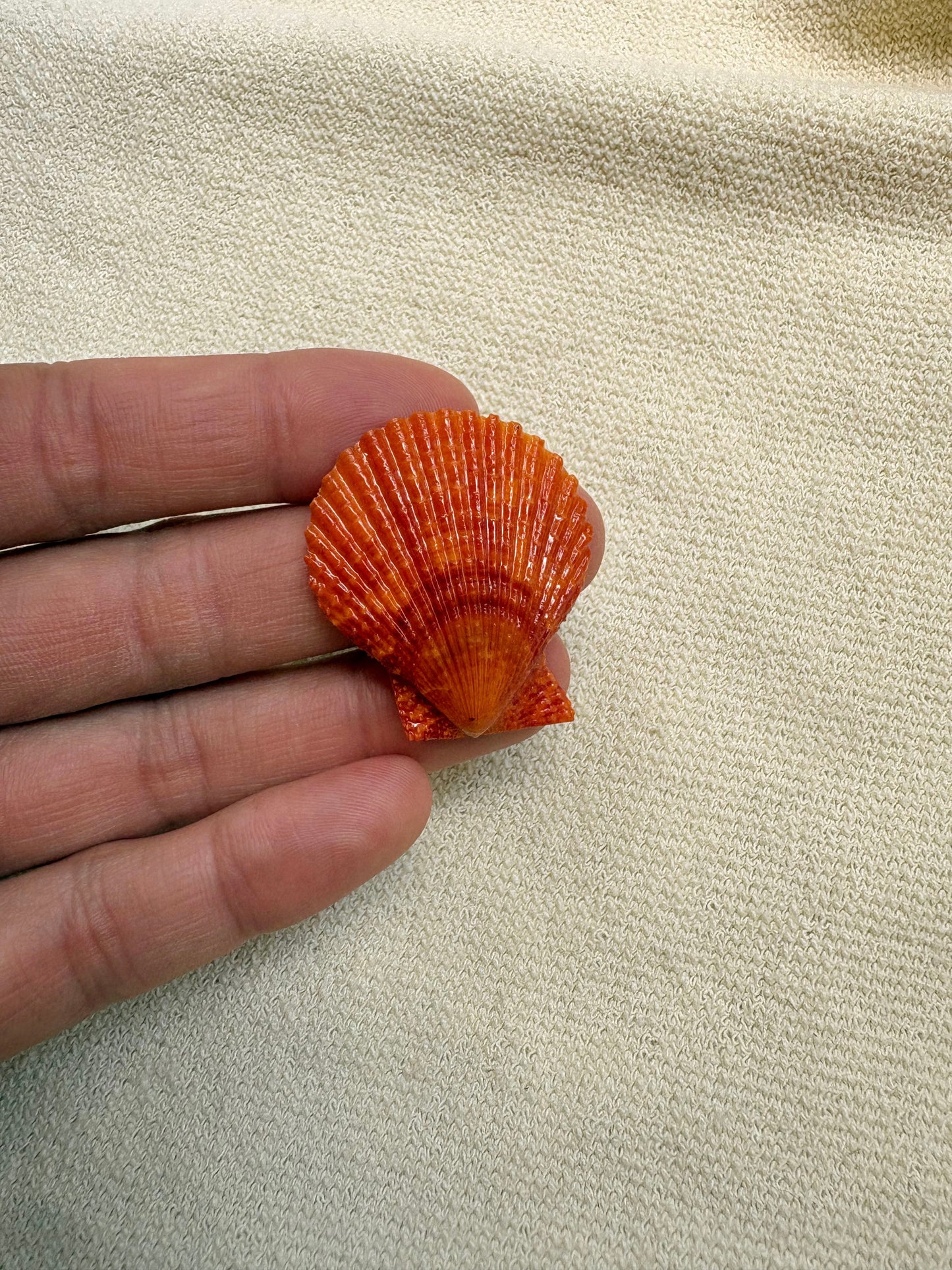 Pick Your Shell Ring