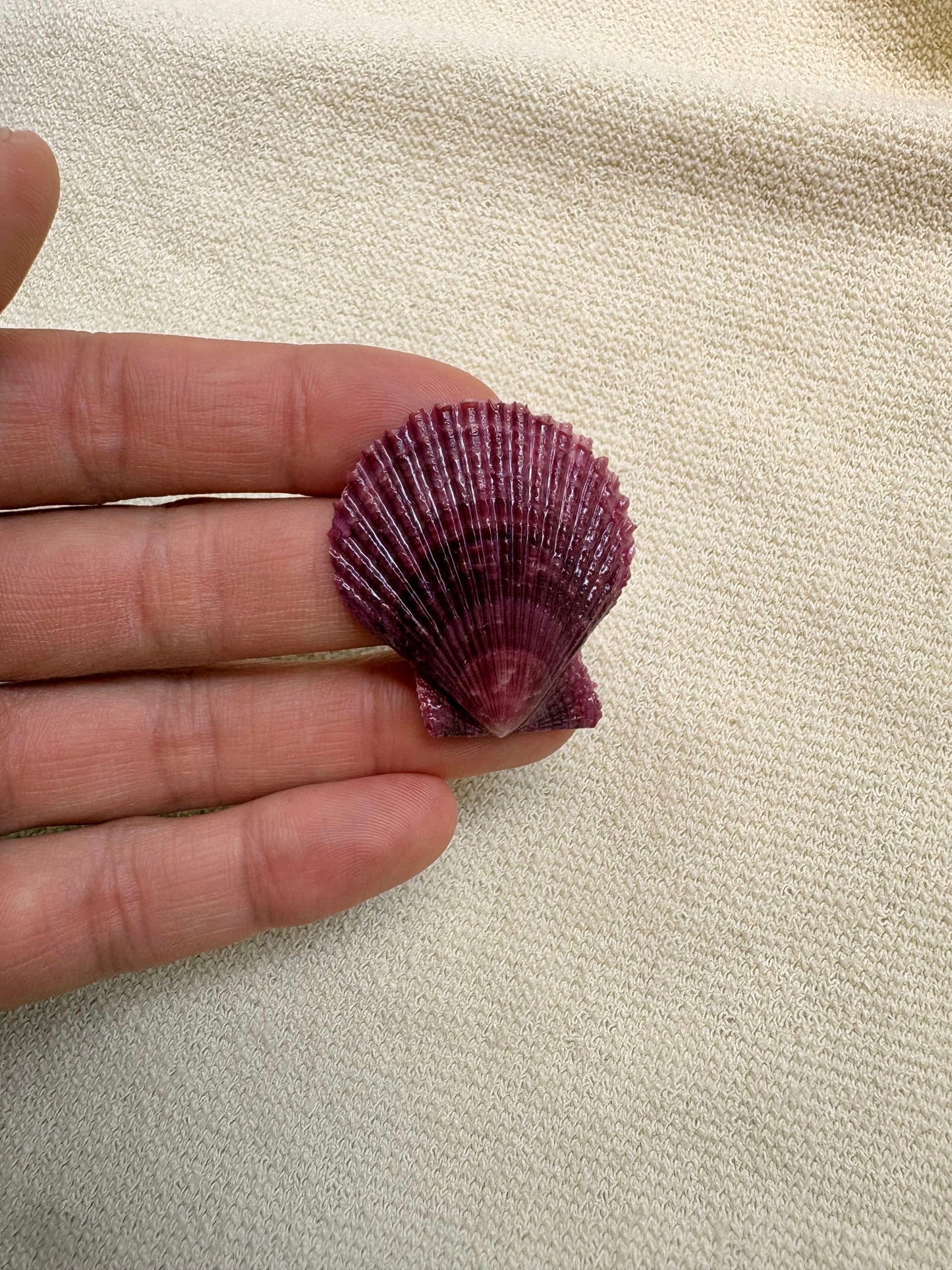Pick Your Shell Ring