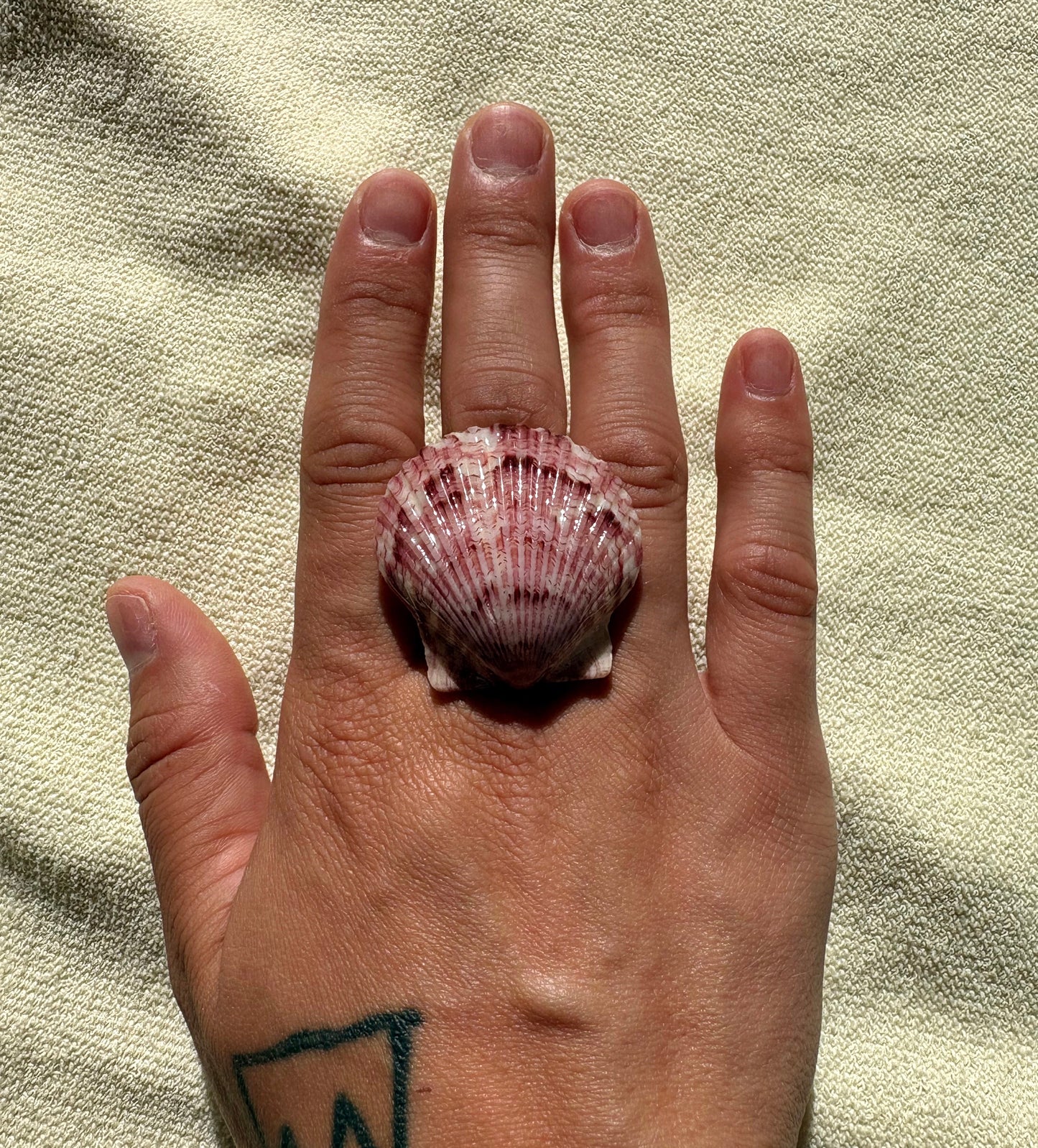 conchiglia pink