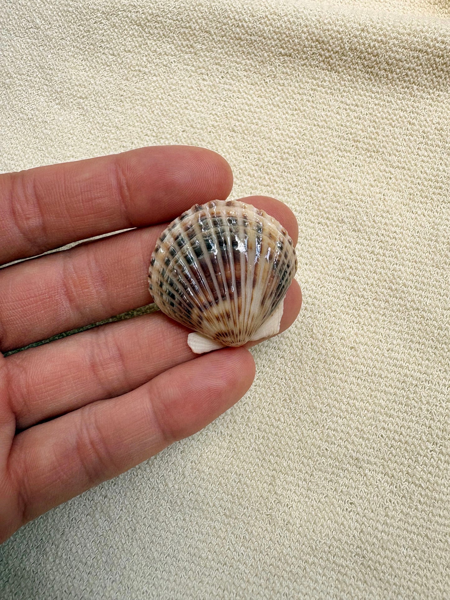 Pick Your Shell Ring